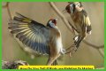 Are birds fighting or mating?