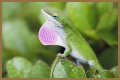 Are Green Anole Lizards Good Pets?