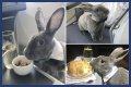 Bunny in a bow tie lives the high life flying business class with owner and being served nuts by stewardesses