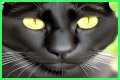 Can a Bombay cat have green eyes? – Janet-Panic.com