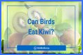 Can Birds Eat Herbs? - Kylon Powell