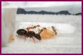 How To Get Ants Out Of Keurig?