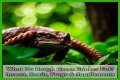 What Do Rough Green Snakes Eat?